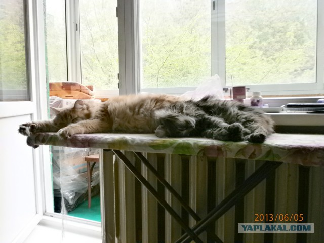 Коты пришли гладиться. Только и всего