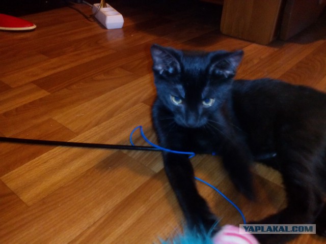 Котовторник 21.06.16