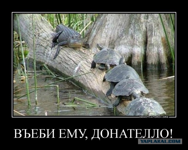 Крокодил съел черепаху
