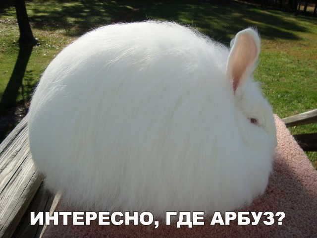 Прикольные животные