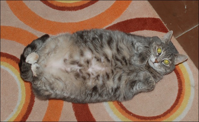 Коты из сети