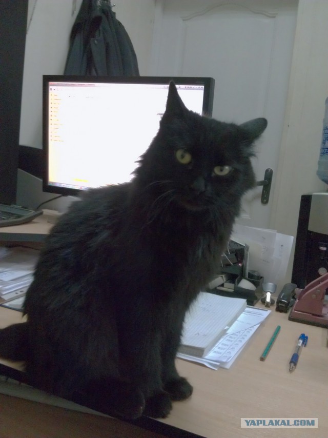 Котовторник 13.12.2016