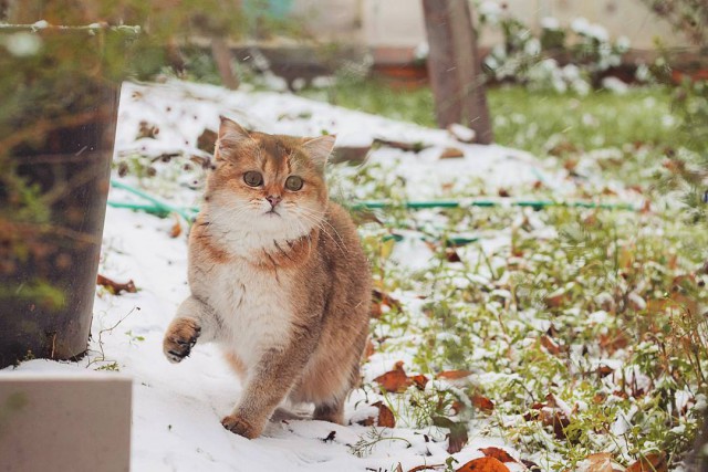 Коты из сети