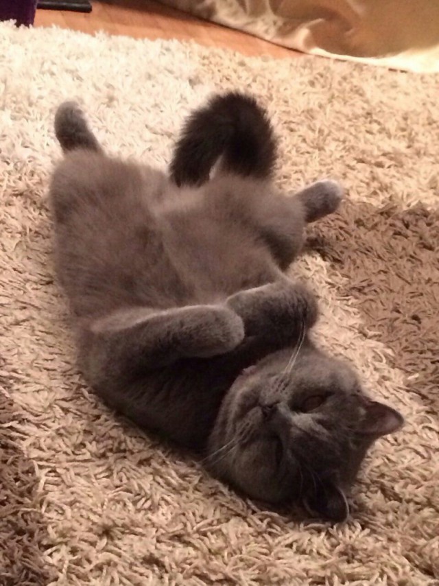 Коты из сети