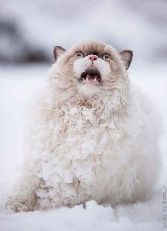 Коты из сети