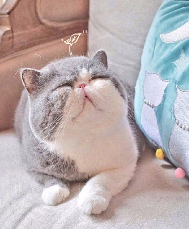 Коты и Кошки