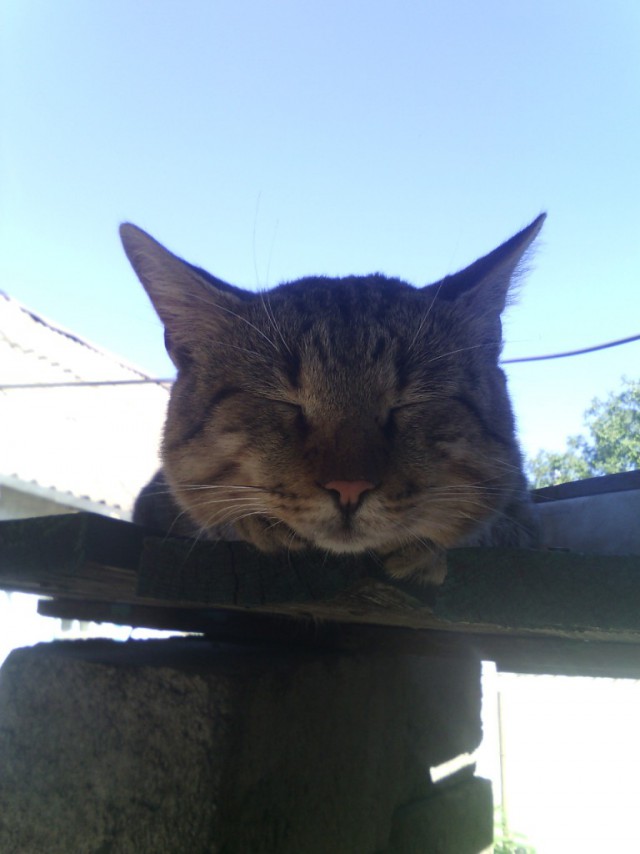 Коты и Кошки