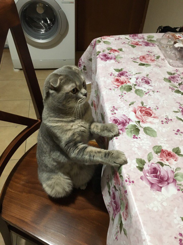 Коты и Кошки