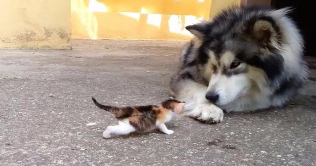 Коты и Кошки