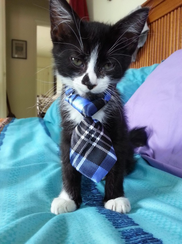 Коты и Кошки