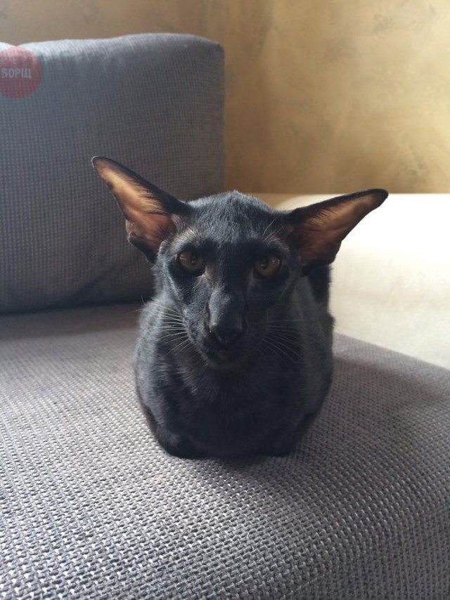 Коты и Кошки