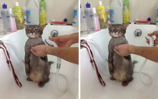 Коты и Кошки