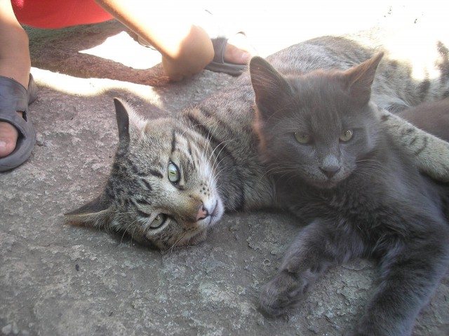 Коты и Кошки