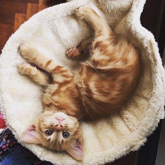 Коты и Кошки