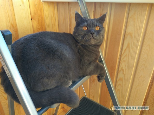 Котовторник!