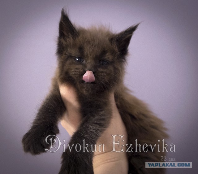 Котовторник 27.02.2018 наступил!