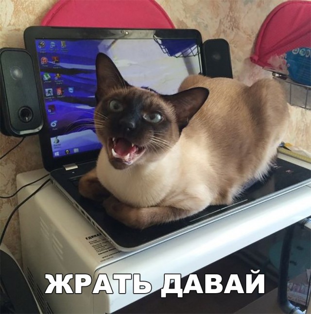 Нестандартный юмор