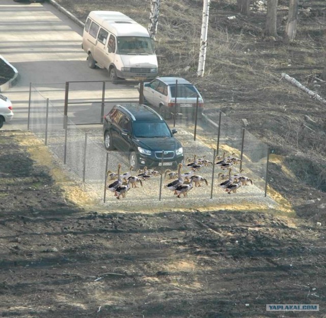 Царь...просто Царь...