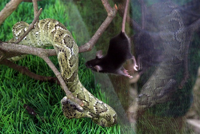 Кормление змей (48 фот)