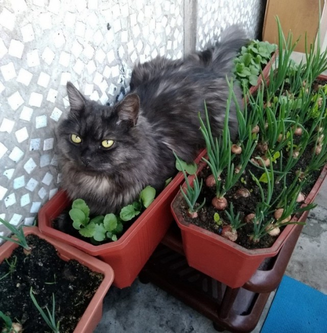 Немного милоты