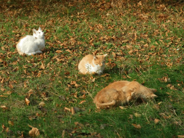 Котовторник, 19 октября