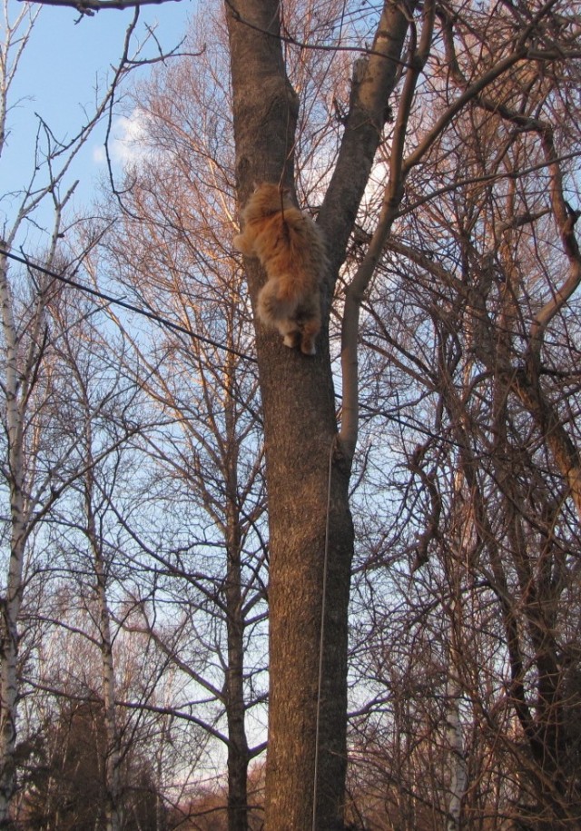 Котейкин вторник! Космический 12.04!