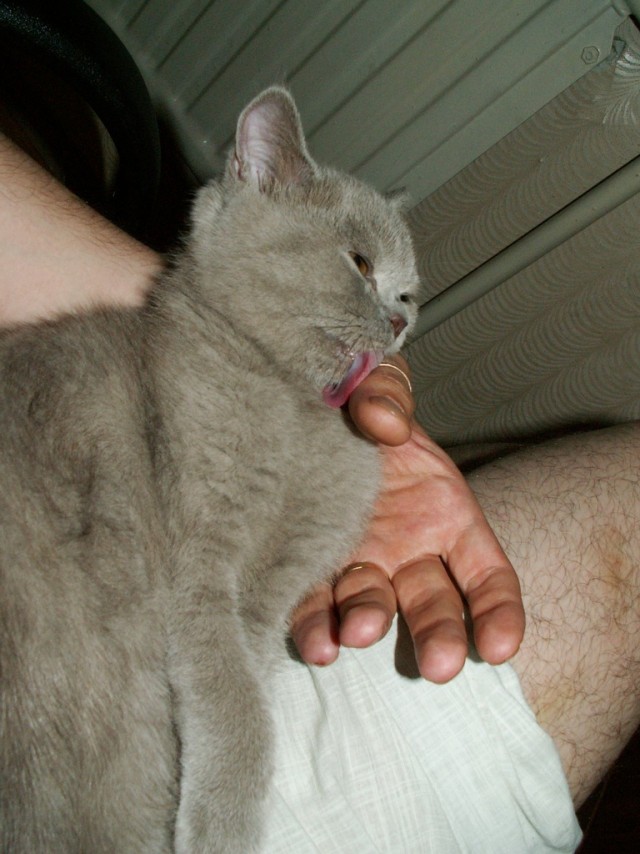 Котовторник с Максом