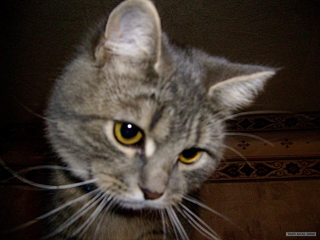 Котовторник (24. 01. 2012 )