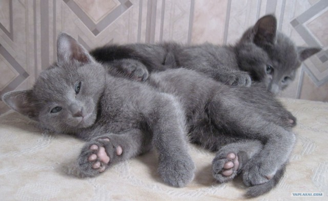 Котовторник (14.02.2012)