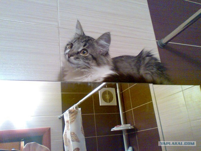 Котовторник 10.04.2012