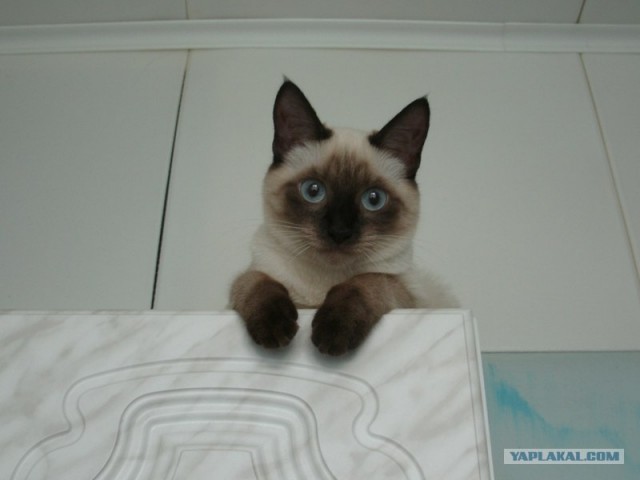 Котовторник 07.08.2012