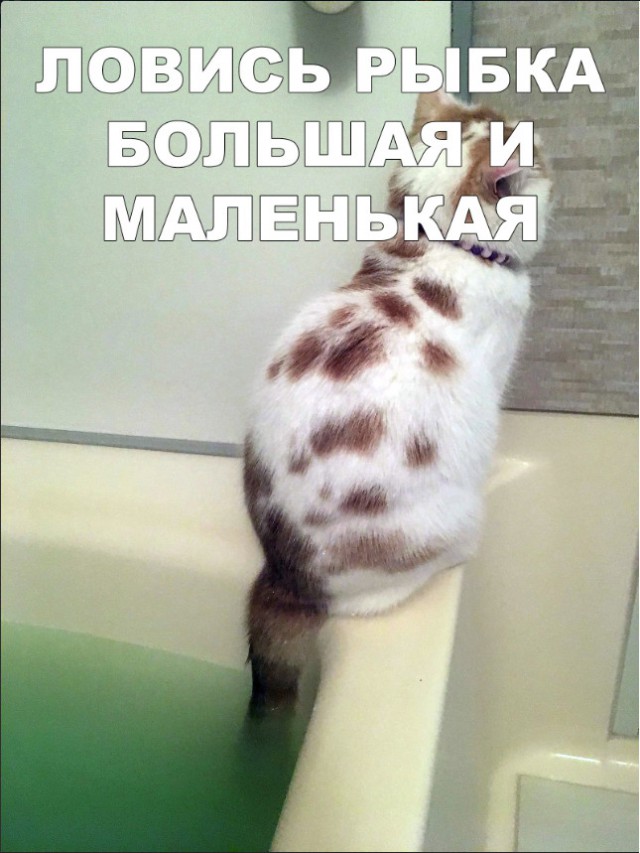 Забавные фото котеек