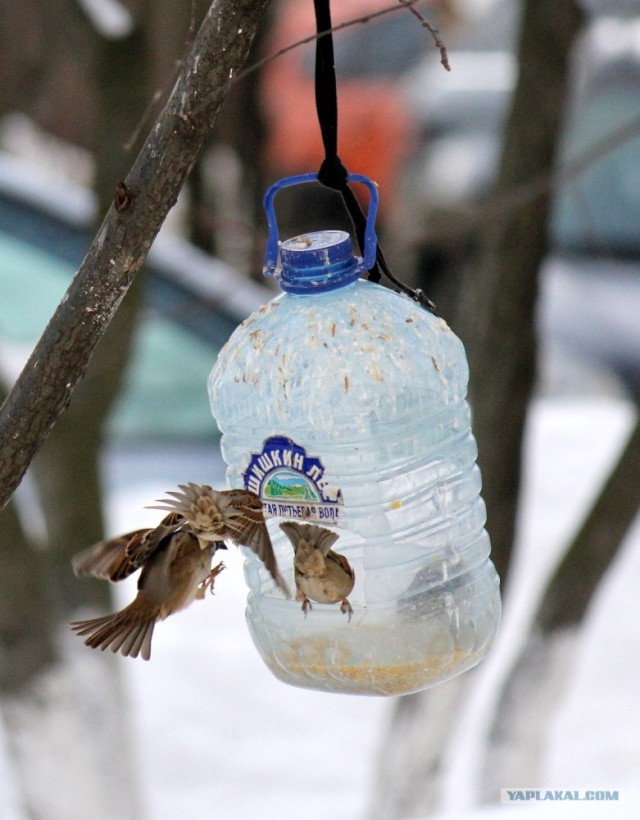 Белая ворона