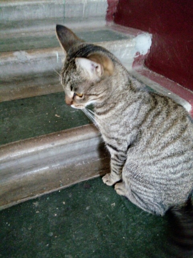 Забавные фото котеек