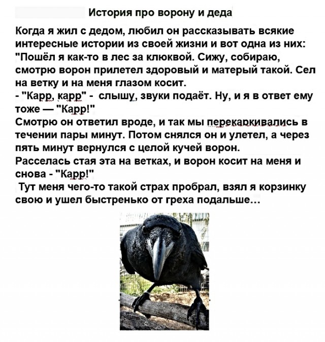 Анекдоты, соц-сети, истории и картинки с надписями