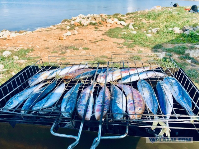 Рыба Черного моря, и с чем её едят
