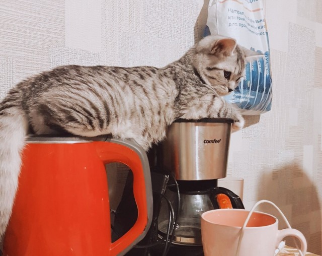 Забавные фото котеек