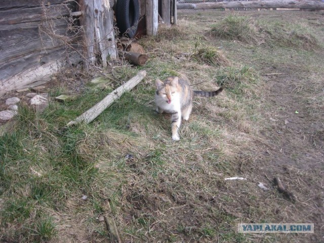 Жизнь домашнего приюта для котеек 280