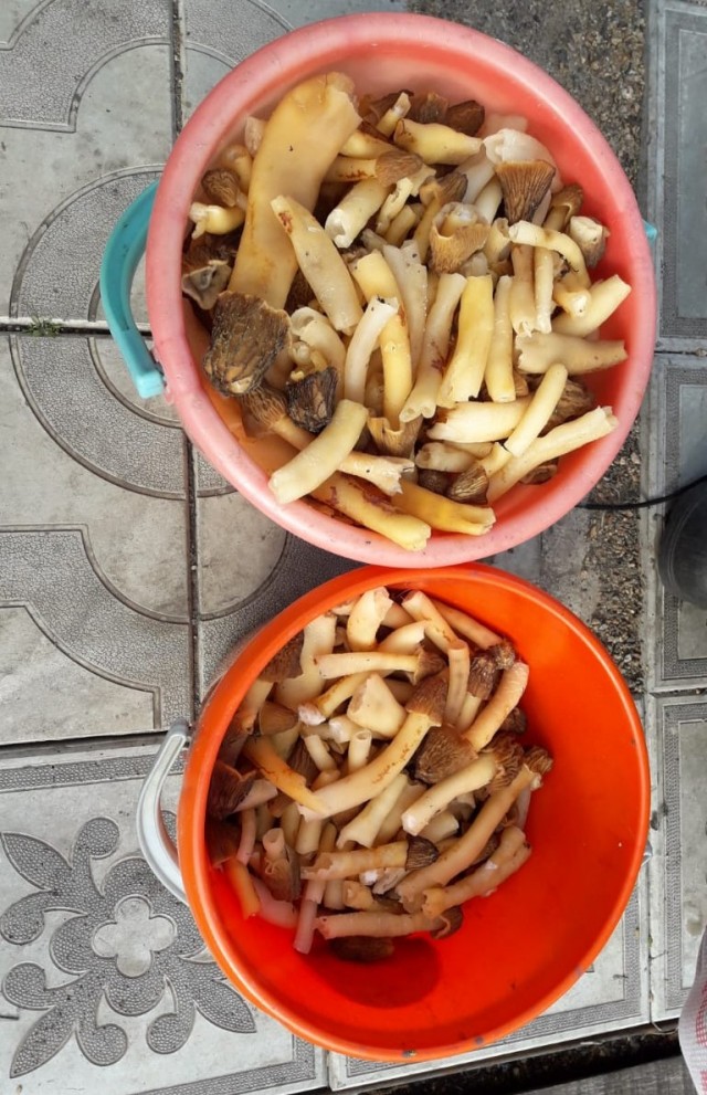 Сморчки и их готовка