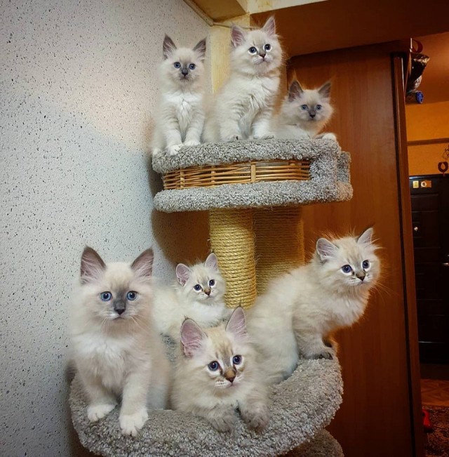 Эти забавные животные