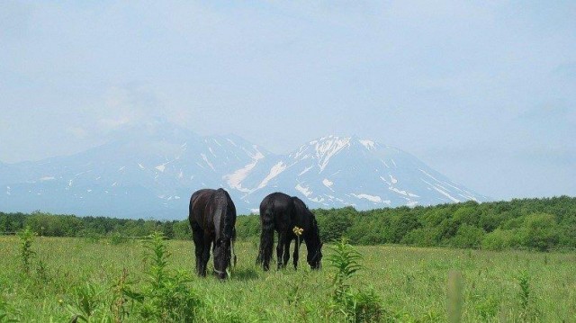 Чуток картинок не про вирус  18.0.  Животные