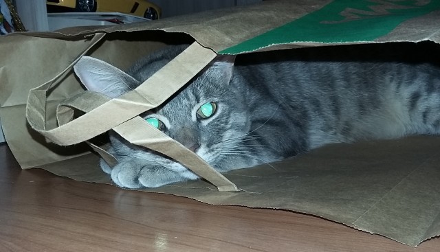 Котовторник 17.11.20