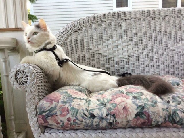 К - Котогеничность