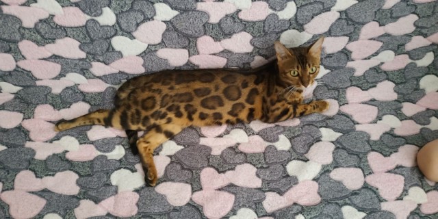 Моя красотка