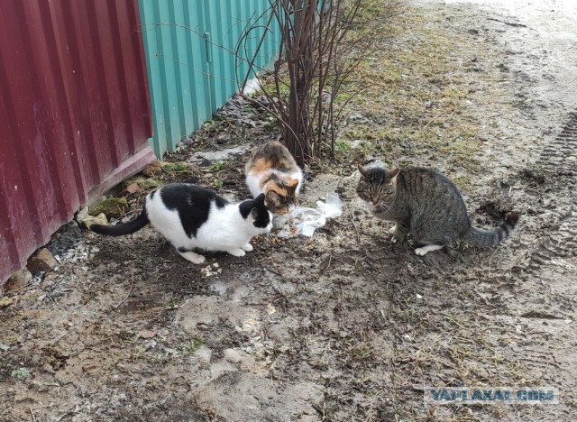 Жизнь домашнего приюта для котеек 320