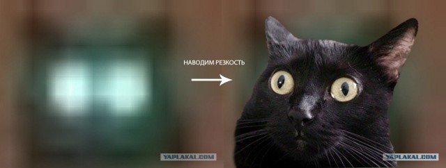 Найди кота