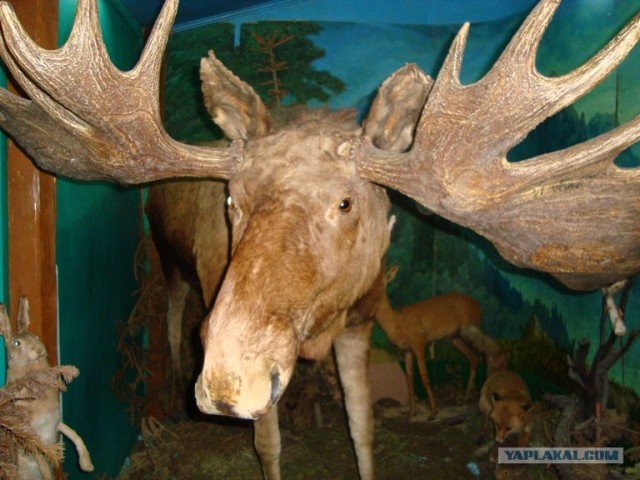 Таксидермия + наркомания