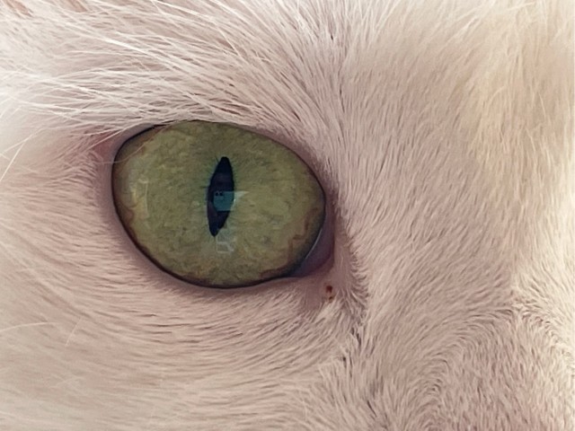 А котовторник уже начался?