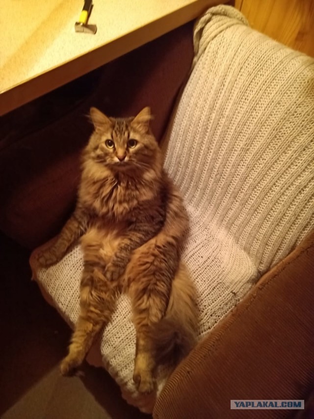 Хоба! Котовторник!
