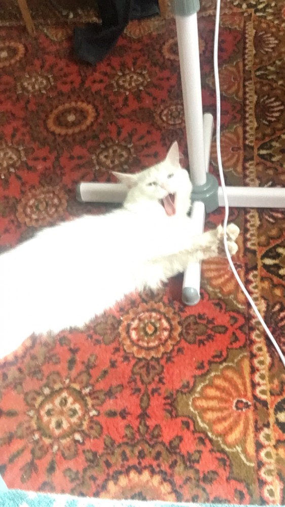 Погнали! С котовторником, други!